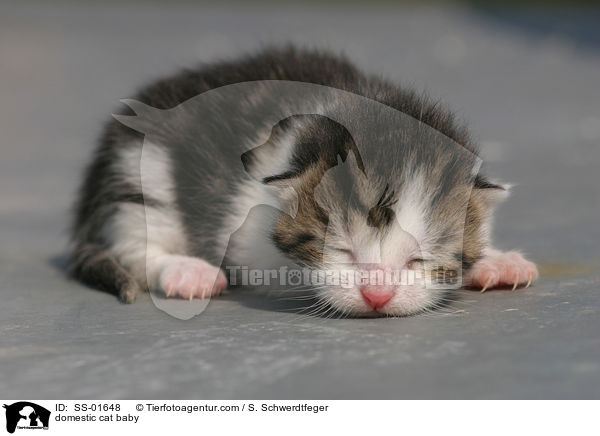 Hauskatze Baby / domestic cat baby / SS-01648