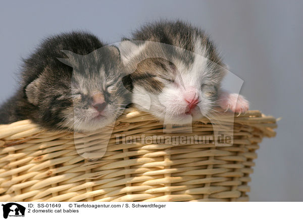 2 domestic cat babies / SS-01649