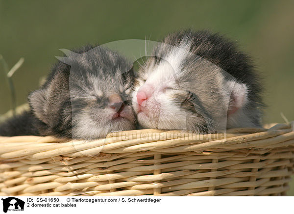 2 Hauskatzen Babies / 2 domestic cat babies / SS-01650