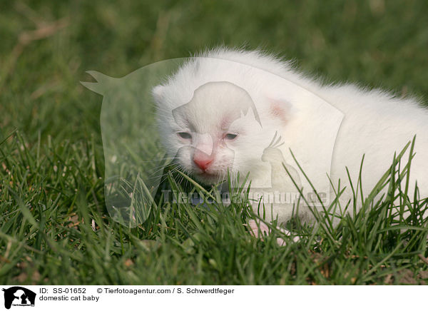 Hauskatze Baby / domestic cat baby / SS-01652