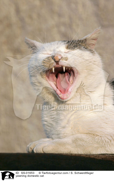 ghnende Hauskatze / yawning domestic cat / SS-01653