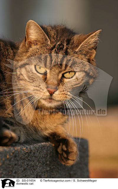 Hauskatze / domestic cat / SS-01654
