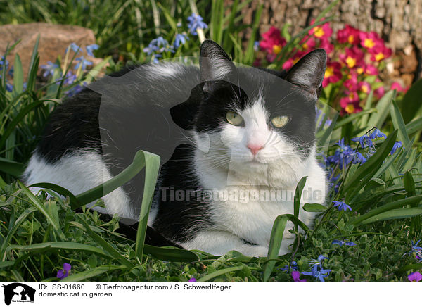 domestic cat in garden / SS-01660