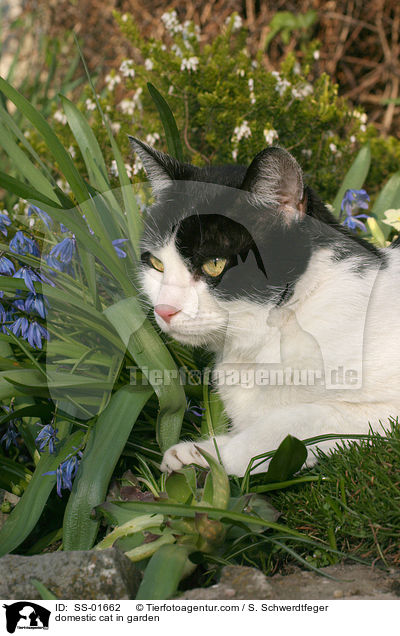 Hauskatze im Garten / domestic cat in garden / SS-01662
