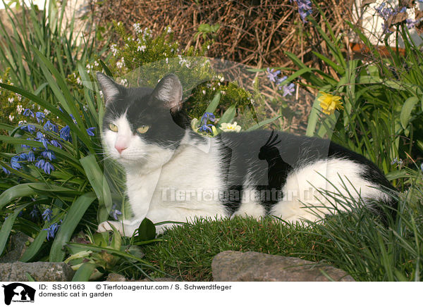 Hauskatze im Garten / domestic cat in garden / SS-01663