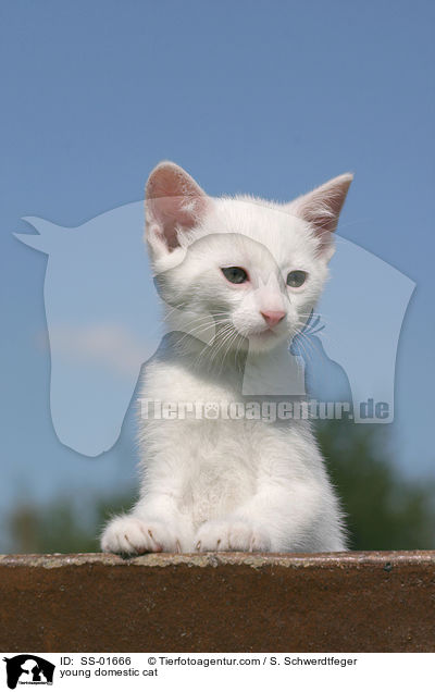 young domestic cat / SS-01666