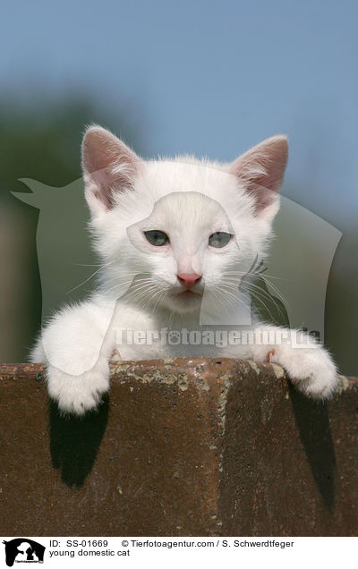 young domestic cat / SS-01669