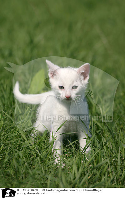 junge Hauskatze / young domestic cat / SS-01670