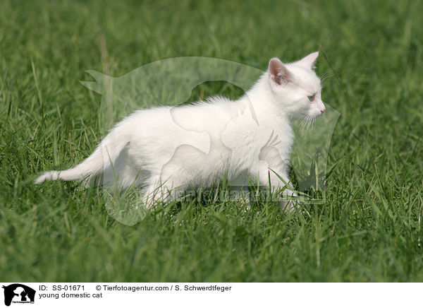 junge Hauskatze / young domestic cat / SS-01671