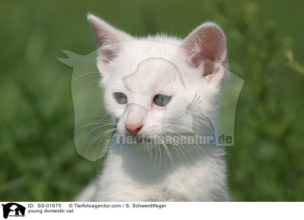 junge Hauskatze / young domestic cat / SS-01675