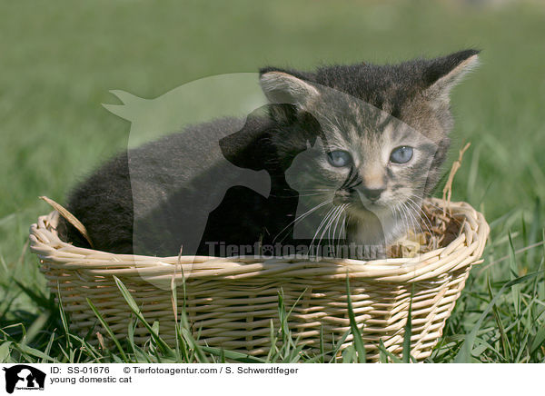 junge Hauskatze / young domestic cat / SS-01676