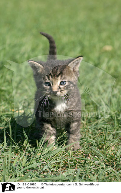 junge Hauskatze / young domestic cat / SS-01680