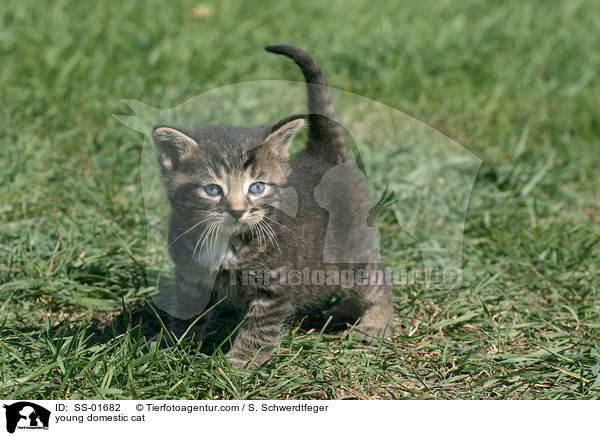 junge Hauskatze / young domestic cat / SS-01682