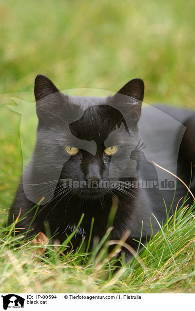 liegende schwarze Katze / black cat / IP-00594