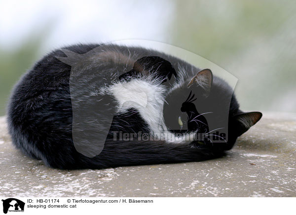 schlafende Hauskatze / sleeping domestic cat / HB-01174