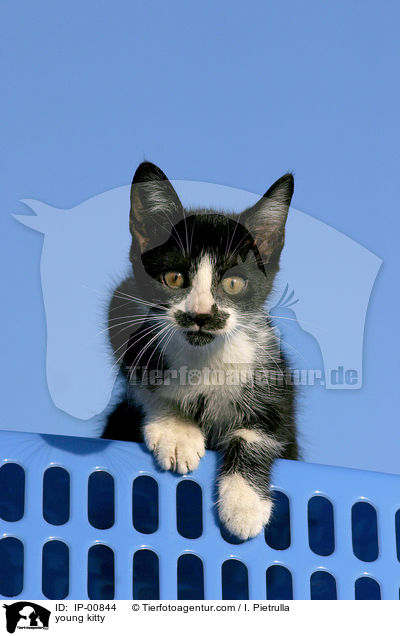 junges Ktzchen / young kitty / IP-00844