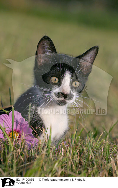 junges Ktzchen / young kitty / IP-00853