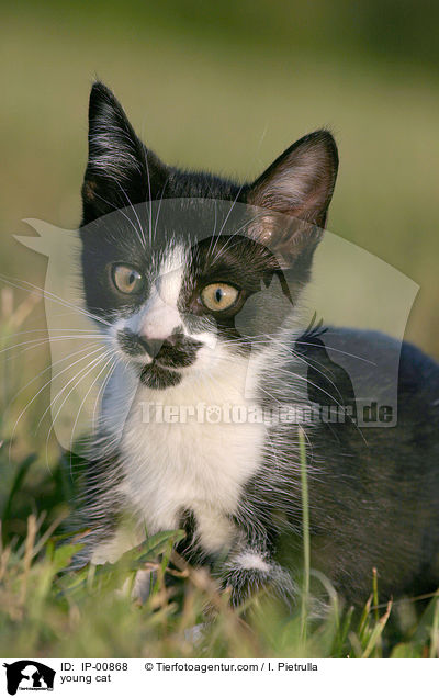 junge Katze / young cat / IP-00868