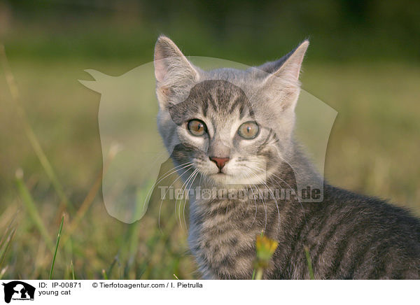 junge Katze / young cat / IP-00871