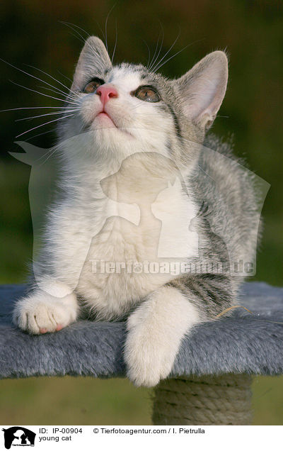junge Katze / young cat / IP-00904