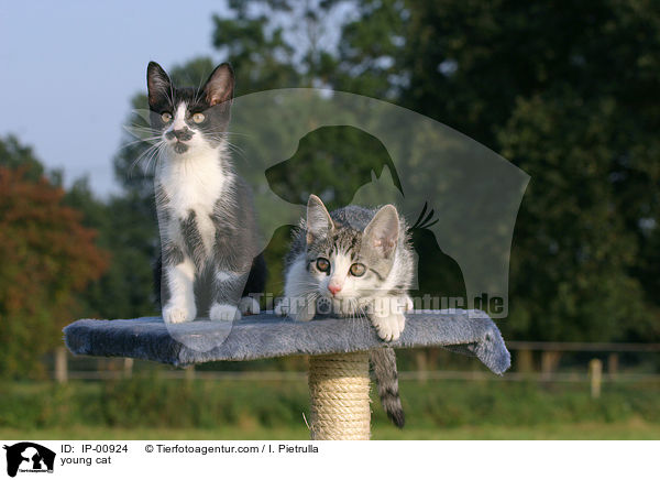 junge Katze / young cat / IP-00924