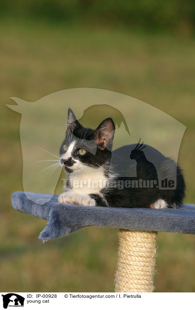 junge Katze / young cat / IP-00928