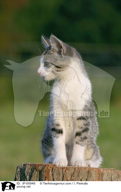 junge Katze / young cat / IP-00946
