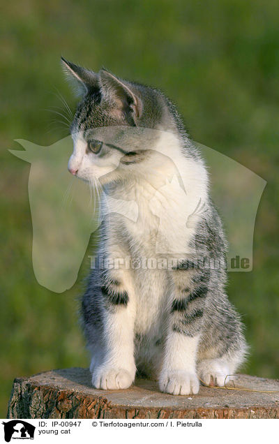 junge Katze / young cat / IP-00947