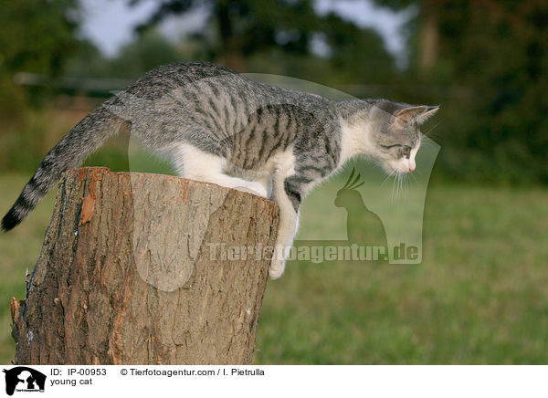 junge Katze / young cat / IP-00953