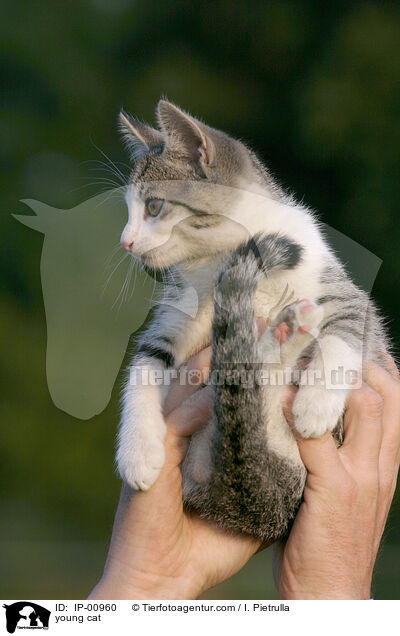 junge Katze / young cat / IP-00960