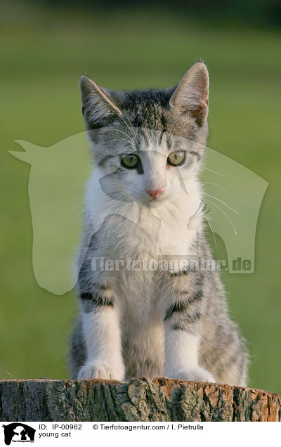 junge Katze / young cat / IP-00962