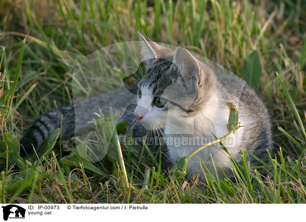 junge Katze / young cat / IP-00973