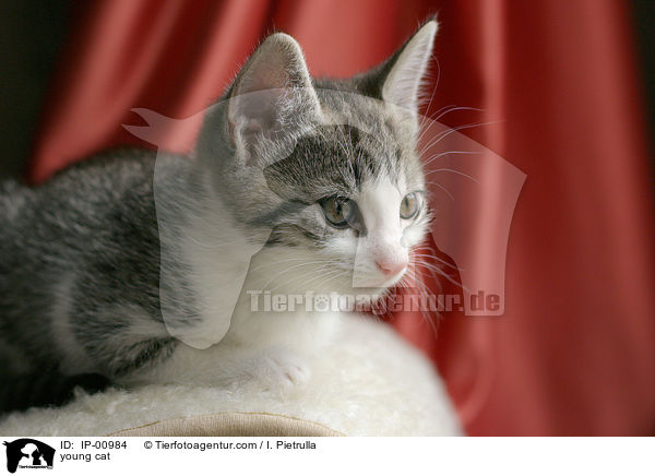 junge Katze / young cat / IP-00984