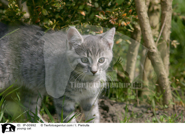 junge Katze / young cat / IP-00992