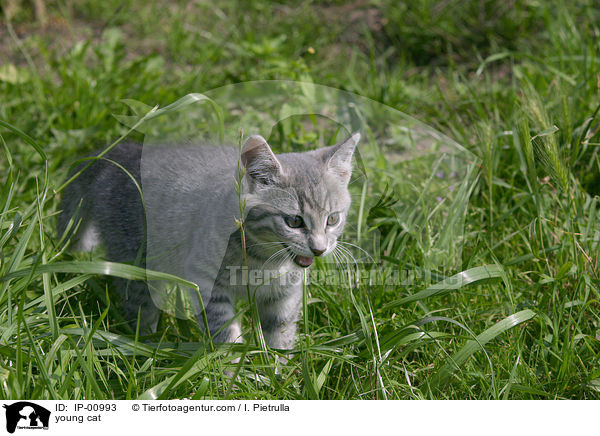 junge Katze / young cat / IP-00993