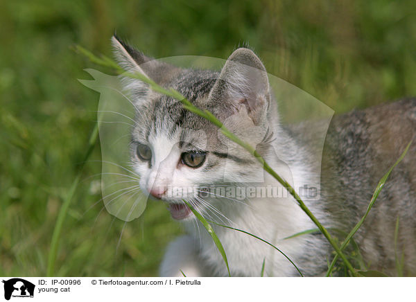 junge Katze / young cat / IP-00996