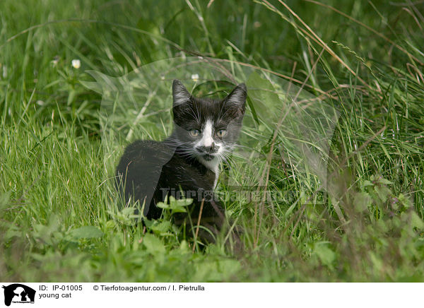 junge Katze / young cat / IP-01005