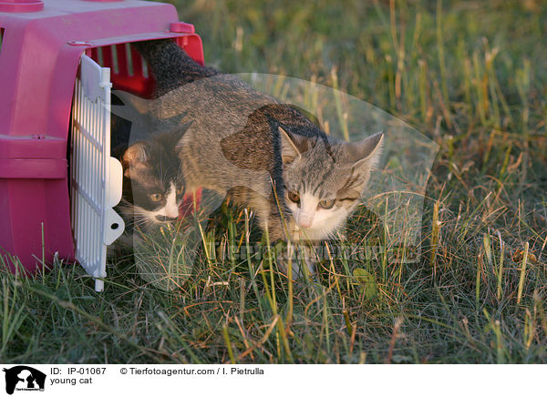 young cat / IP-01067
