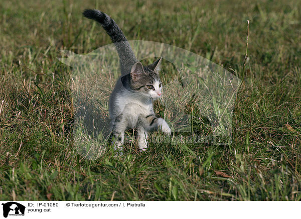 junge Katze / young cat / IP-01080
