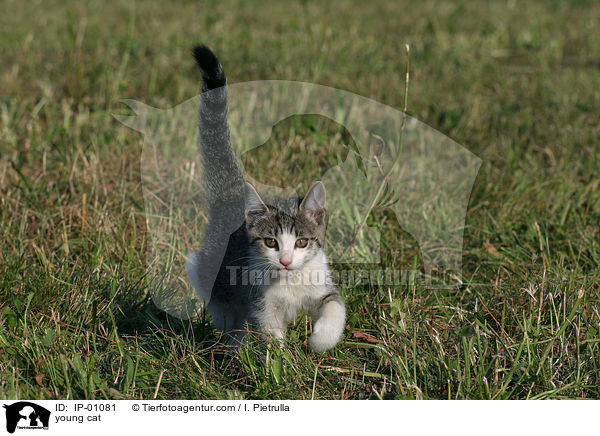 junge Katze / young cat / IP-01081