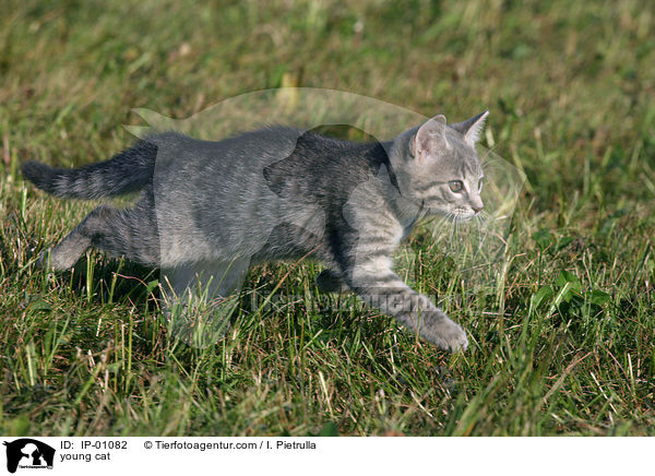 young cat / IP-01082