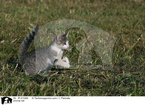 junge Katze / young cat / IP-01084