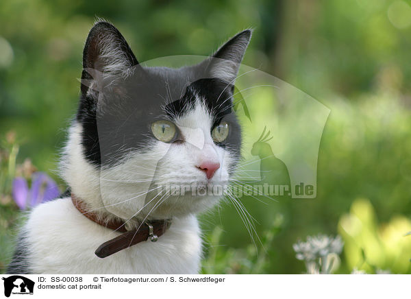 Hauskatze Portrait / domestic cat portrait / SS-00038