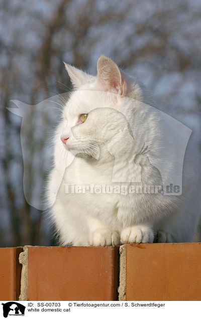 weie Hauskatze / white domestic cat / SS-00703