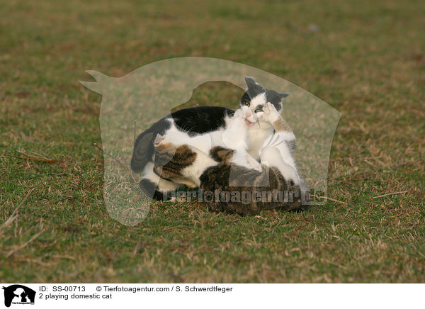 2 spielende Hauskatzen / 2 playing domestic cat / SS-00713