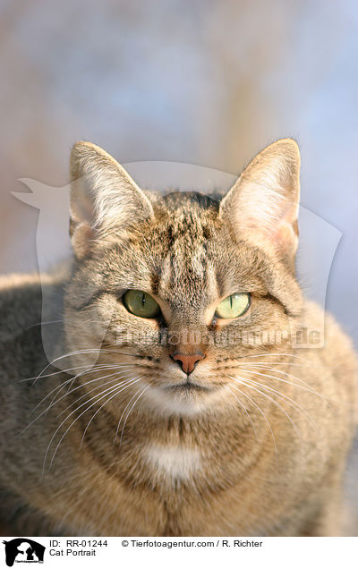 Katzen / Cat Portrait / RR-01244