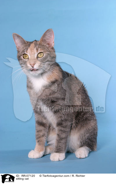 sitzende Katze / sitting cat / RR-07120