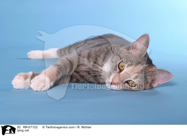 lying cat / RR-07122