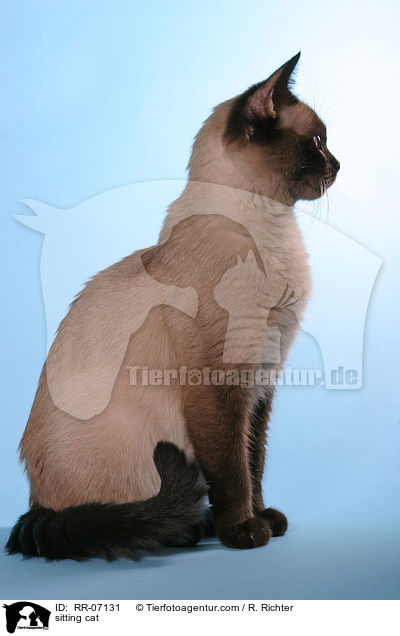 sitting cat / RR-07131