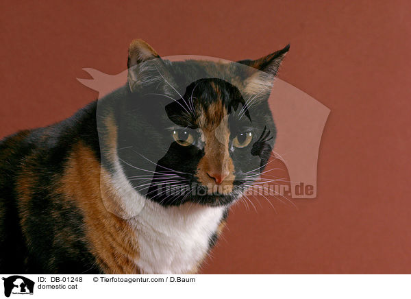 Hauskatze / domestic cat / DB-01248